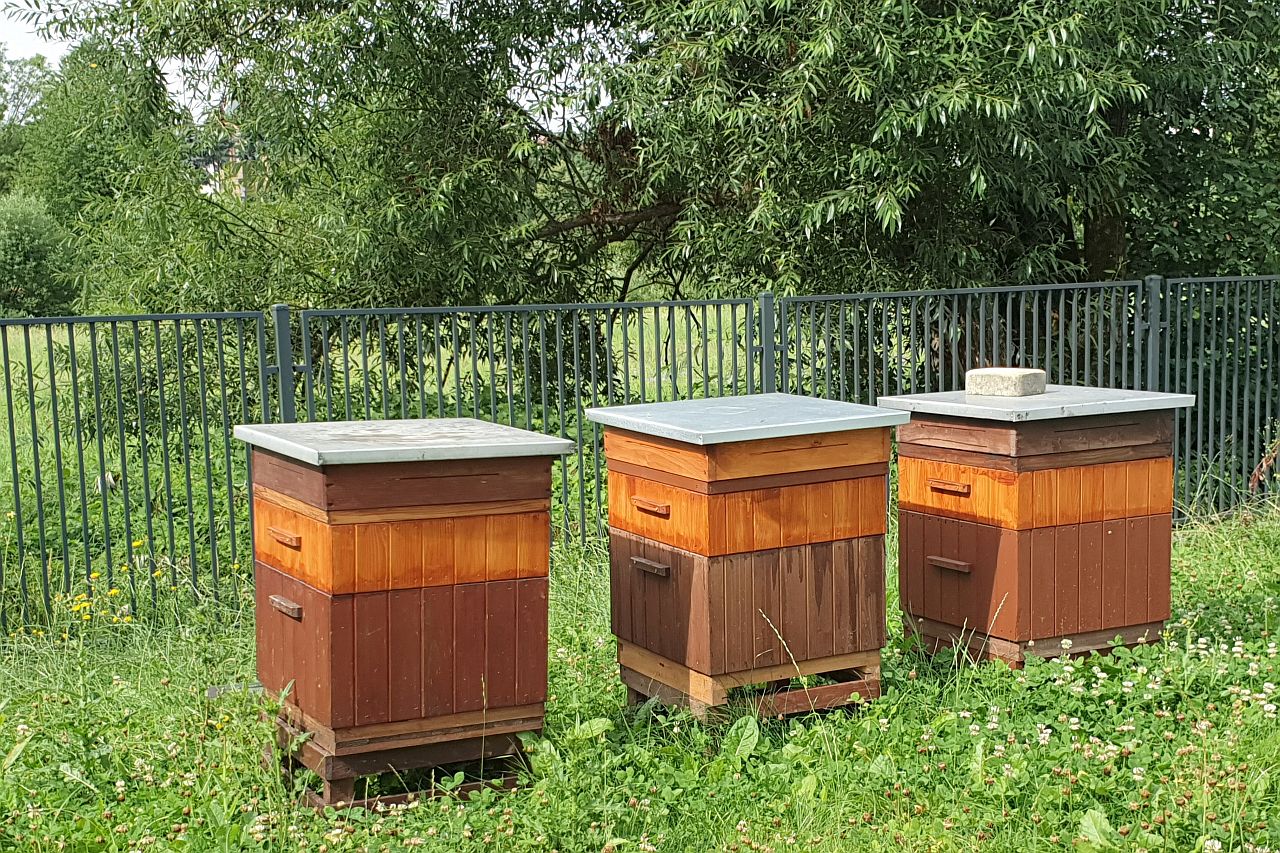 Na terenie naszej spółki zamieszkały pszczoły